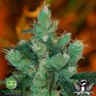 AlphaKronik Genes Seeds Queso Fuertes